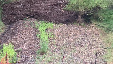 Dry Creek Bed Roars to Life