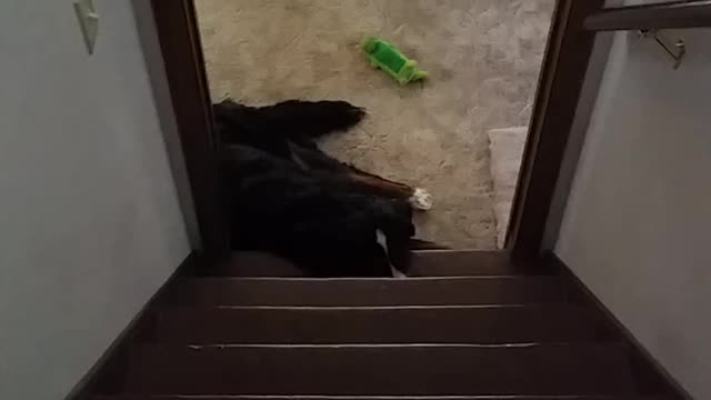 Puppy in the New House