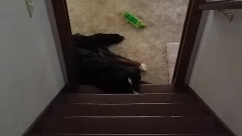 Puppy in the New House