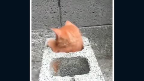 Funny and Cute Cat Compilation | Pets are Love