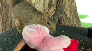 Squirrelly Bob. With a toy.