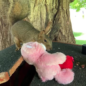 Squirrelly Bob. With a toy.