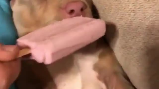 sleepy pitbull wakes up and eat ice cream