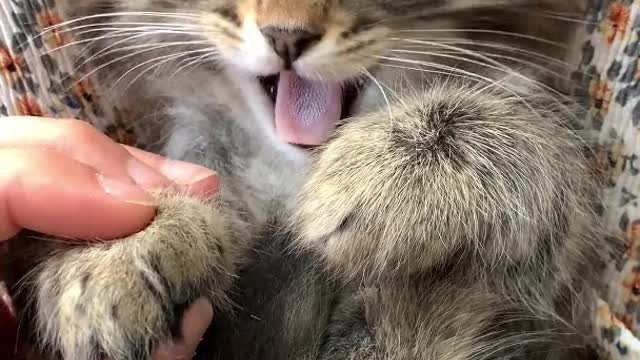 A person petting his kitten