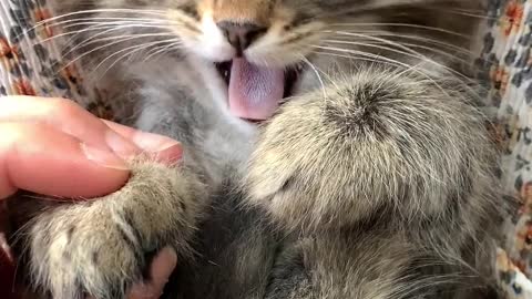 A person petting his kitten