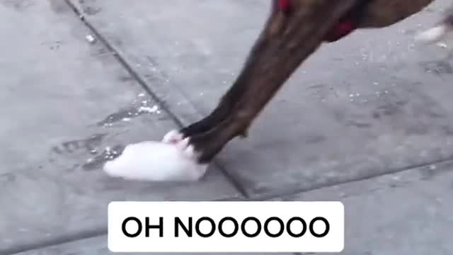 Watch this dog dance on an ice block