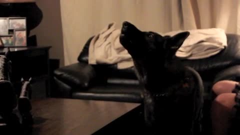 German Shepherd sings along to favorite theme song