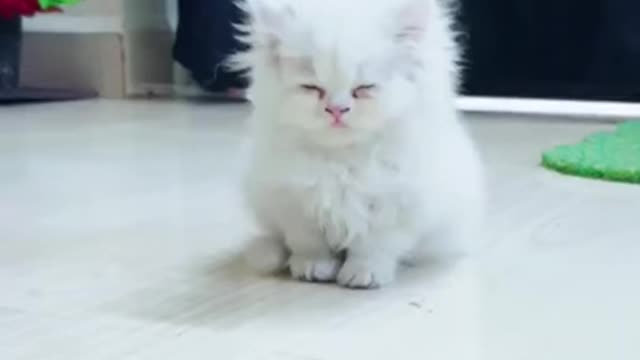 Cute Cat Sleeping (Short Video)