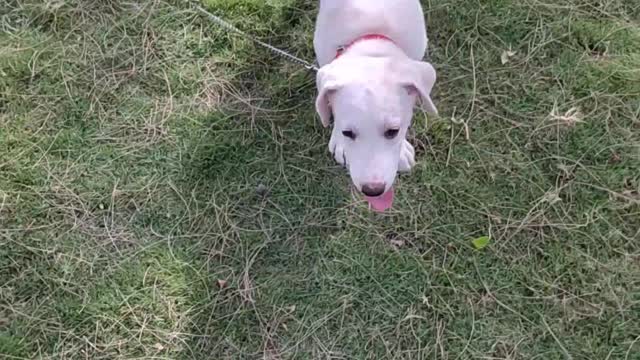 Funny Baby puppies Playing in Gurden