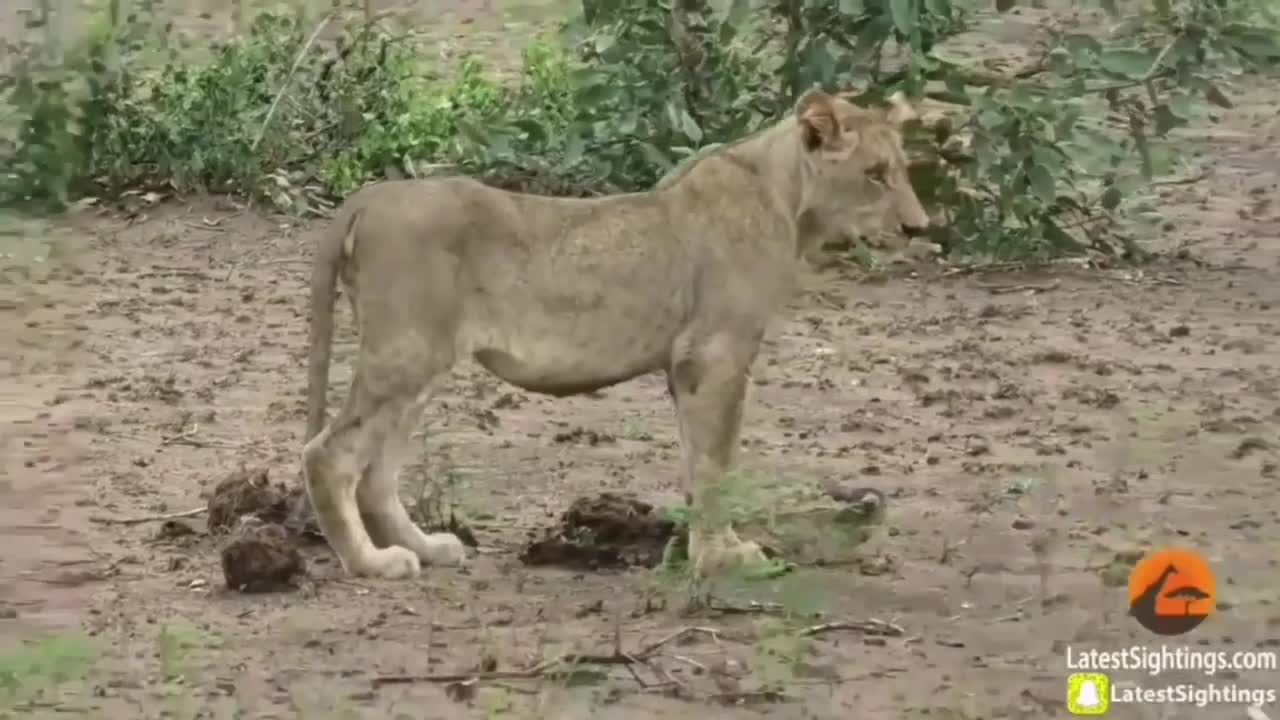 Is he protecting her or saving her for dinner?