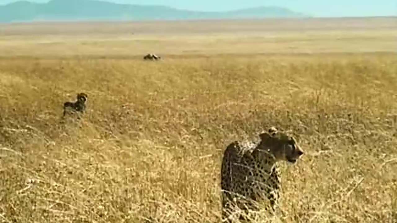 Lightning Fast Cheetah Chase (without slow motion)🐆🏃‍♂️😮👍