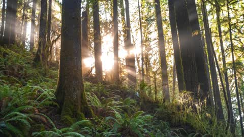 Relaxing Music | Sleeping, Meditation, Stress Relief | [5983] ⭐️