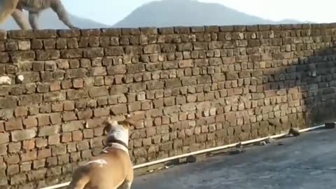 Dog Try to Catch Monkey - What happens then