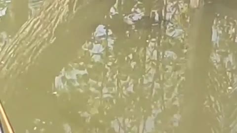 This is a beautiful and charming water-dwelling species