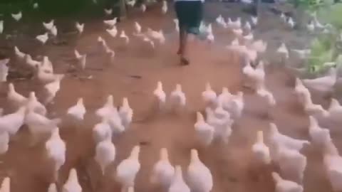 Chicken war