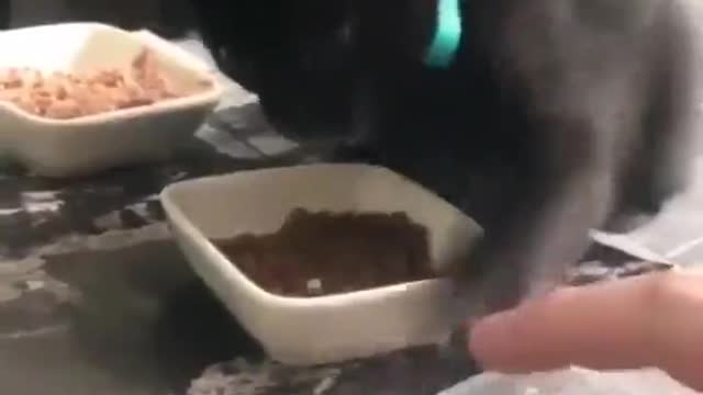 All Mine! Lovely Kitty😹