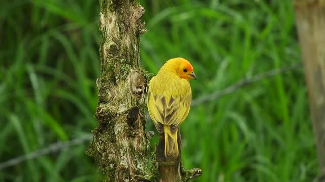 What bird is this?