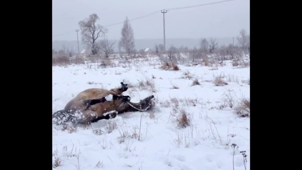 Heavy snowfall brings out this playful horse's inner child