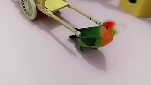 PARROT