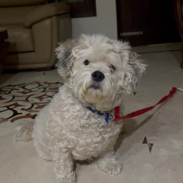 Funny Dog Reaction to whistle| His name is Stanley 10 years old