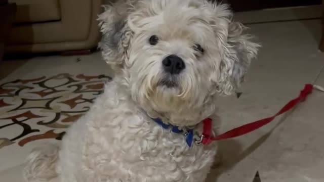 Funny Dog Reaction to whistle| His name is Stanley 10 years old