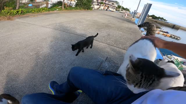 Cute Cat with Setting