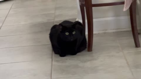 Cute Precious Piper is a Kitty Treat Loaf - Adopting a Cat from a Shelter Vlog