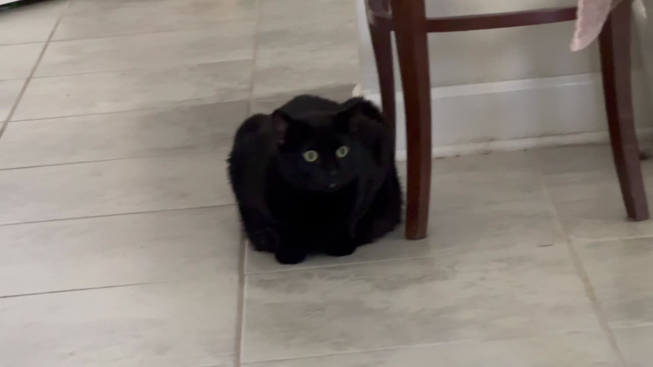 Cute Precious Piper is a Kitty Treat Loaf - Adopting a Cat from a Shelter Vlog