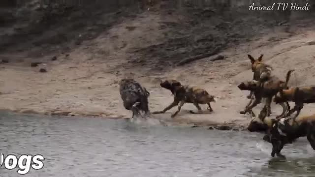 Gray Wolf vs African Wild Dog - Deadliest Fight Of Wolf and Wild Dog in Hindi_Cut.mp4