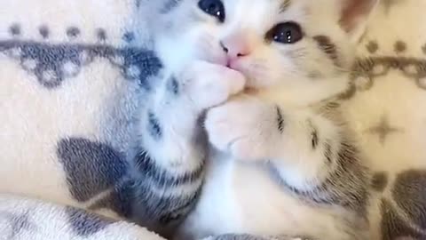 Cute kittens playing with almost every thing