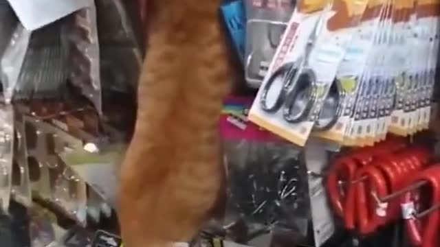 animal funny video # there are silly cats