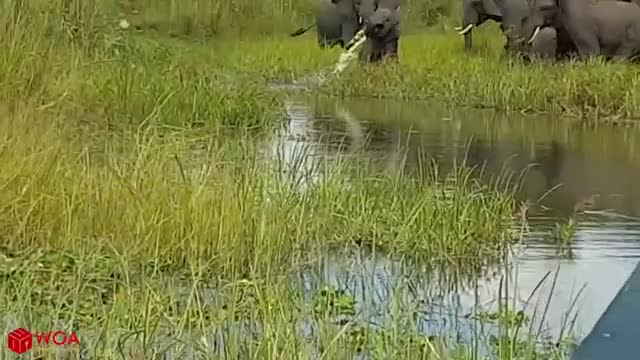 Crocodile Hunting | Save Baby Elephant