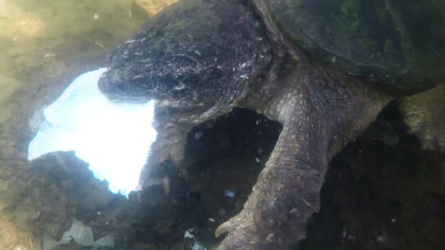 Mujer valientente le da la mano a una tortuga mordedora gigante