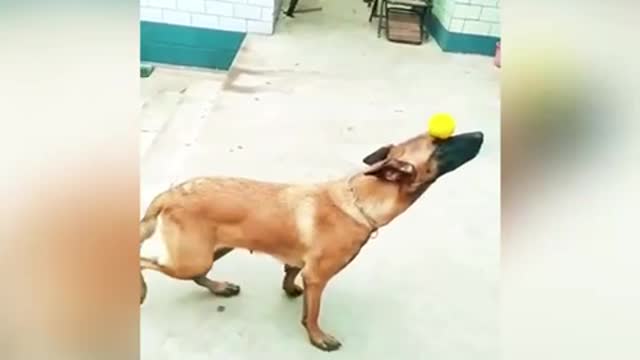 The most talented Dog part 1