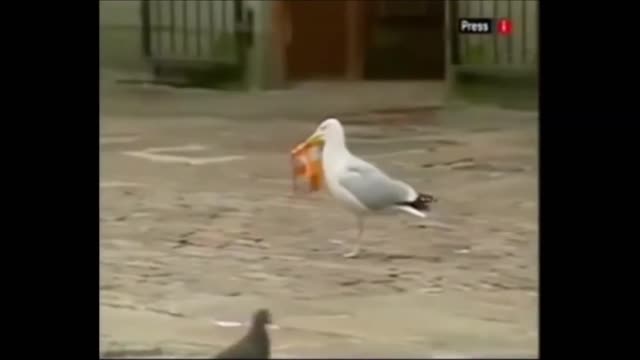 Dogs And Birds Casually Stealing Food and Goods | Funny Shoplifting Animals