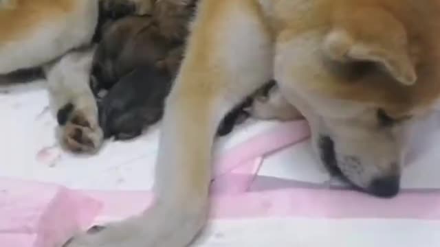 Dog mother shows the greatness of motherhood