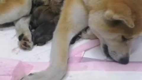 Dog mother shows the greatness of motherhood