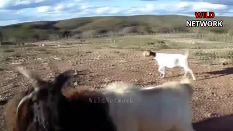 Epic wild animals fight big hom sheep embestidas de puoder