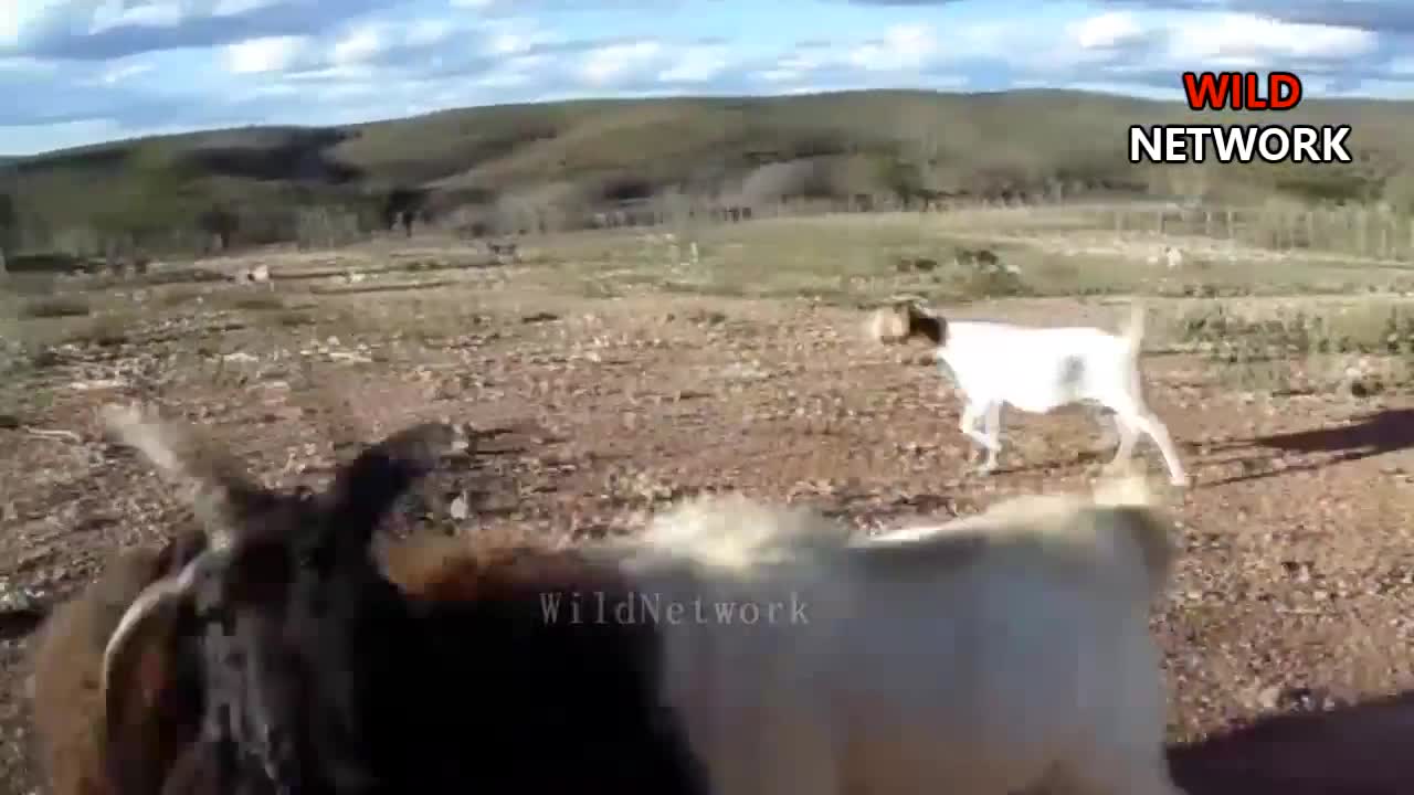 Epic wild animals fight big hom sheep embestidas de puoder