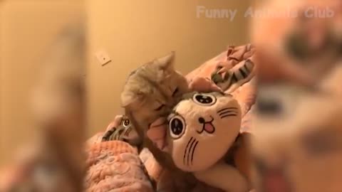 Best fanny cats video