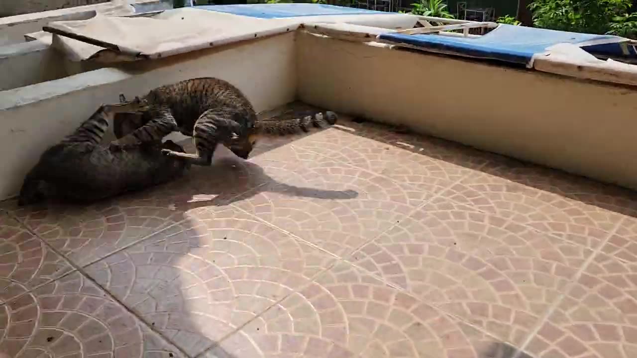 Cat fight 1