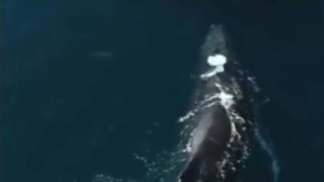 whale approaching tourist boat