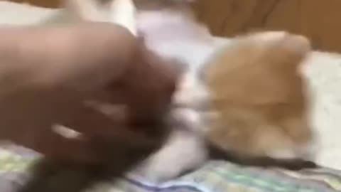 Cat video