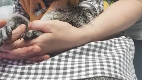 The raccoon is snuggling with his mother.