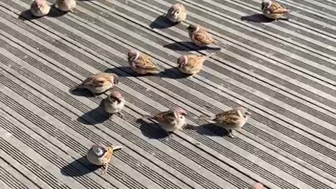 Cute Sparrows Feeding