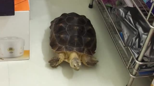 The turtle panicked when he heard the noise.