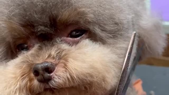Cute Puppy_So Beautiful