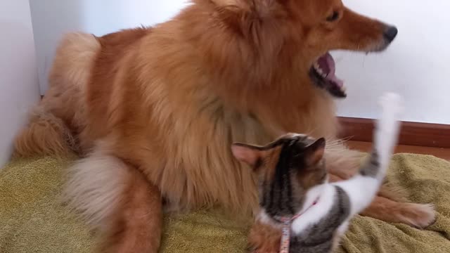 WATCH THIS - Cat and Dog playing