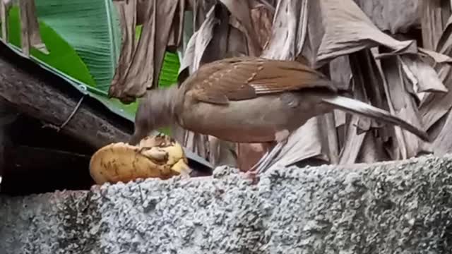 Thrush eating banana