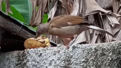 Thrush eating banana